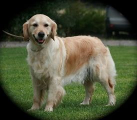 Drumtreve Golden Retriever and Gordon Setter Breeder - Canterbury, NZ