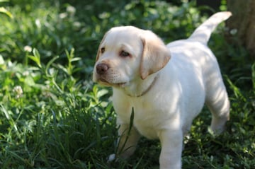 Kumpel Labrador Retriever Breeder - Sydney, NSW