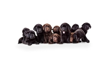 Kumpel Labrador Retriever Breeder - Sydney, NSW