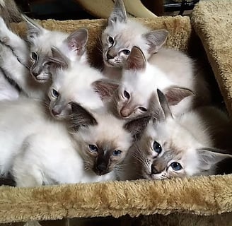 Kutie Balinese Cats - Balinese Breeder - Melbourne, VIC