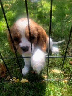 Willawarren Cavalier King Charles Spaniel Breeder - Braidwood, NSW