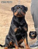 Vonauchtungrottweilers - Rottweiler Breeder - Perth, WA