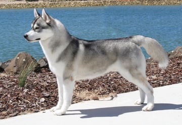 Arctickara - Siberian Husky Breeder - Ulverstone, TAS