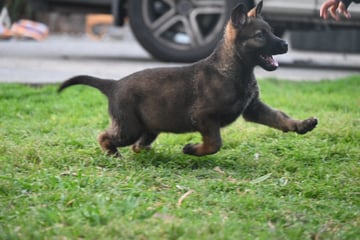 Augsrott - German Shepherd Breeder - Melbourne, VIC