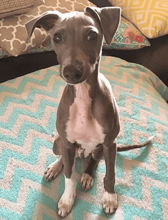 Sunluva Italian Greyhound Breeder - Gold Coast, QLD