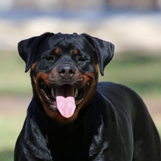 Ashcora Rottweiler Breeder - Perth, WA