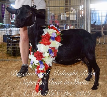 Buccanwood Miniature Goat Breeder - Buccan, QLD