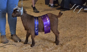 Pippinwood Miniature Goat Breeder - Pozieres, QLD