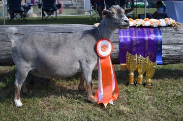 The Avenue - Miniature Goat Breeder - Northern NSW 