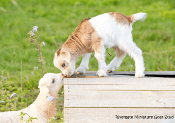 The Avenue - Miniature and Large Goat Breeder - Northern NSW 