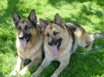 Glenbala German Shepherd and Border Collie Breeder - Goulburn, NSW