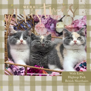 HYTOP Park British Shorthair Breeder -  Melbourne 