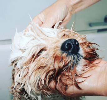 Aloha Hound Organic, Holistic Dog Spa and Doggy Day Care- Brisbane, QLD