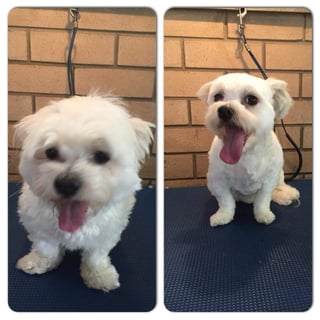 Furtastic Dog Grooming - Perth, WA