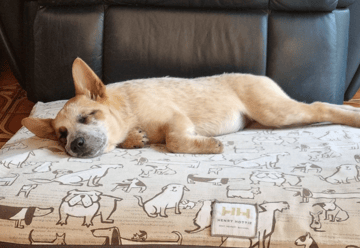 STAN Pet Beds STAN Pet Beds