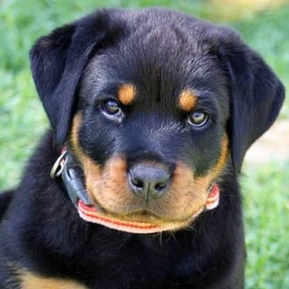 Benahein Kennels - Rottweiler Breeder, Perth WA