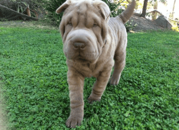 Staxapei Kennels - Shar Pei Breeder - Sydney, NSW