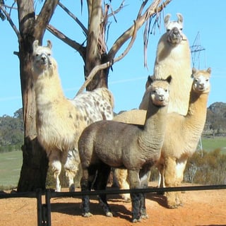 Alpaca Magic - Llama, Alpaca, & Donkey Breeder; Agistment - Sutton, NSW