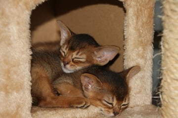 CAIROCAT ABYSSINIANS - Abyssinian Cat Breeder - Rush Creek, QLD