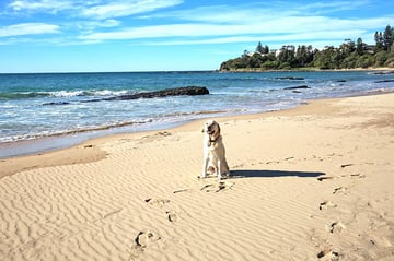 Escape @ Culburra Beach House - Pet Friendly Accommodation - Culburra Beach, NSW