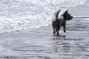 Buccaneer Motel - Pet Friendly Motel - Long Jetty, NSW