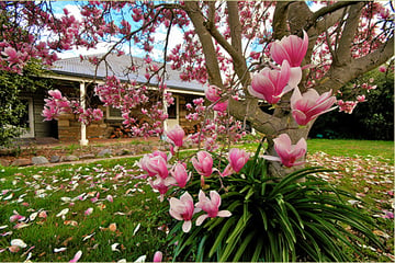 Frauenfelder Cottage - Pet Friendly Accommodation - Albury, NSW