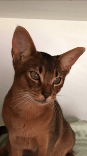 Nericon Abyssinians - Abyssinian Cat Breeder - Griffith, NSW