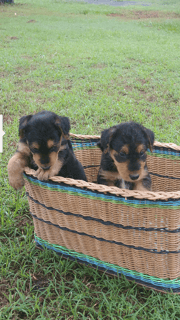 Bristolian Airedale Terrier Breeder - Nanango Qld 4615