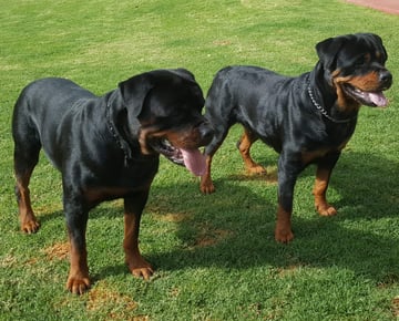 Jahwohl Rottweilers - Perth, WA