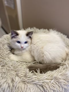 Acadia Ragdolls - Ragdoll Cat Breeder - North East Victoria 