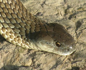 Snake Catcher Melbourne