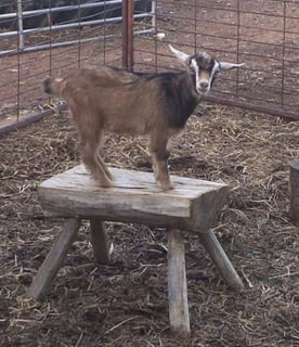 Sharlee Miniature Goat Breeder - Junee, NSW