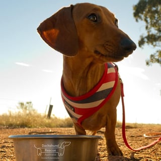 Dachshund Rescue Australia - Dog Rescue, Rehoming & Adoption 