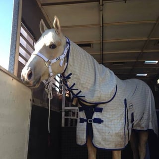 East Coast Horse Transport - QLD, NSW, VIC, SA