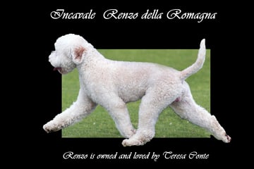 AmorBello - Lagotto Romagnolo Breeder - Adelaide