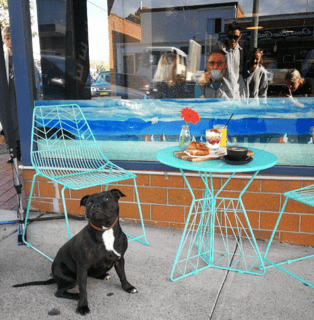 Gallery & Grind Cafe - Dog Friendly - Newcastle, NSW