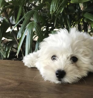 Henry Summer - Dog Friendly Cocktail and Wine Garden - Northbridge - Perth, WA