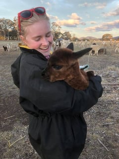 StoryBook Alpacas - Alpaca Breeder - Bargo, NSW