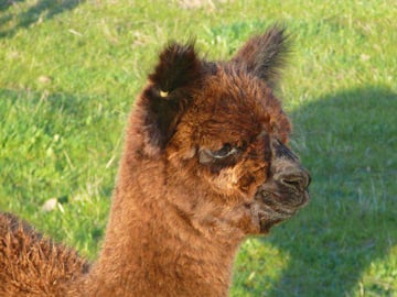 Yaringa Alpaca Stud - Alpaca Breeder - Bald Hills, SA