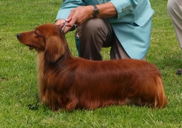 Polbathic - Longhaired Dachshund Breeder - Devonport, TAS