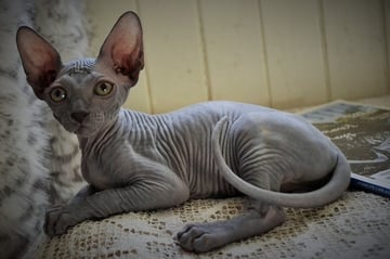 ALCHEMY SPHYNX CATS AUSTRALIA