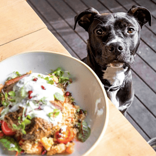 COOH Alexandria - Dog Friendly Cafe - Alexandria, Sydney, NSW