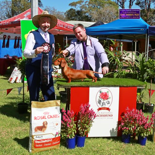 Almarjo Kennels - Dachshund Breeder - Durack QLD