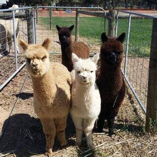 Lewiston Alpacas - Pet & Guard Alpaca Breeder - Lewiston, South Australia