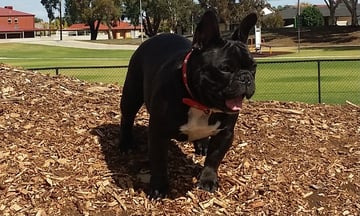 Bullmonty - French Bulldog Breeder - Adelaide, SA