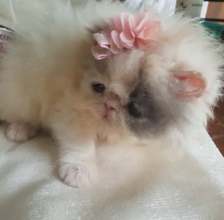 Chezbella Exotic & Persian Cat Breeder - Goomeri, Qld