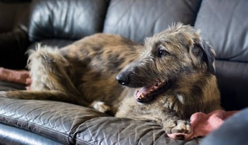 Conghal Irish Wolfhounds - Glenlyon, VIC