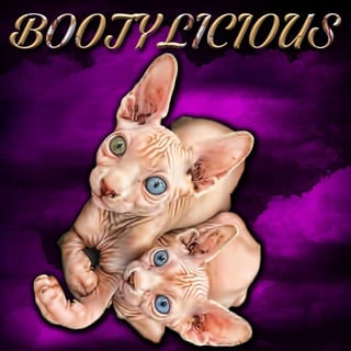 Bootylicious Sphynx - Sphynx Cat Breeder - New South Wales