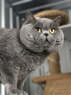 Oaks Ambition British Shorthairs Australia