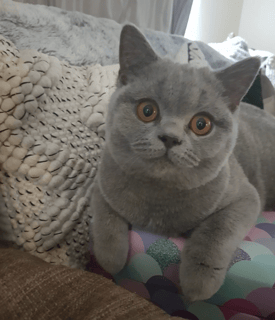Shyann Cattery - British Shorthair & Russian Blue Cat Breeder - Central Coast, NSW Shyann Cattery - British Shorthair & Russian Blue Cat Breeder - Central Coast, NSW